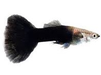 Lebistes Half Black Casal
