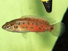 Badis Assamensis