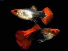Lebistes Koi Tuxedo Casal