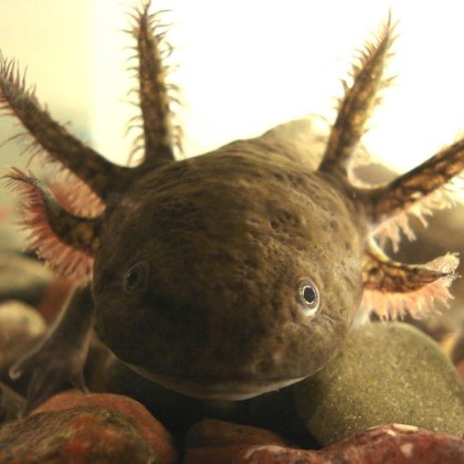 Axolote Pardo Chico