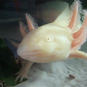 Axolote albino chico