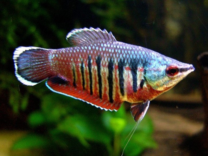 Gurami Samurai