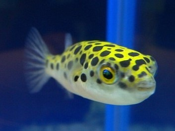 Puffer Nigroviridis