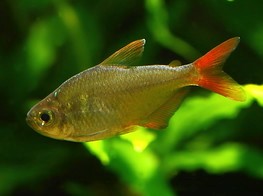 Tetra Colombiano