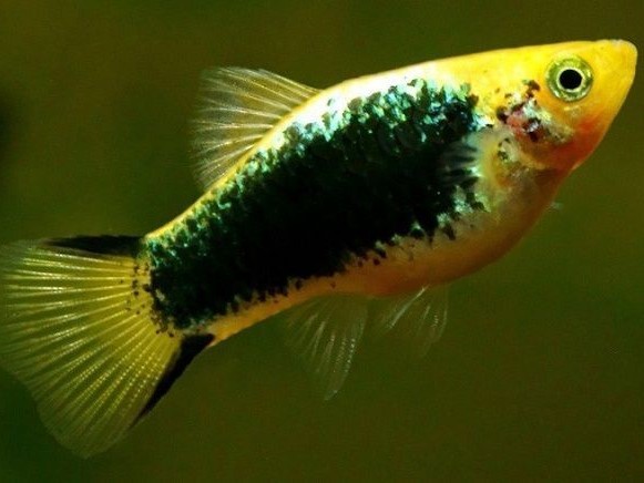 Platy negro