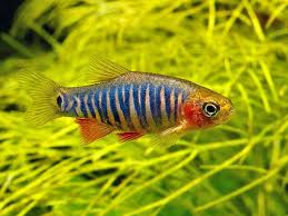 Rasbora Esmeralda