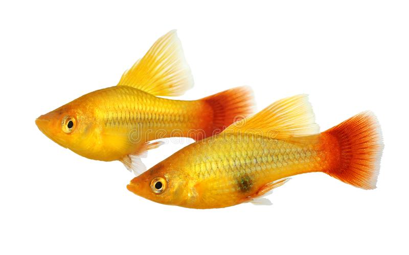 Platy MultiColor Hi-fin