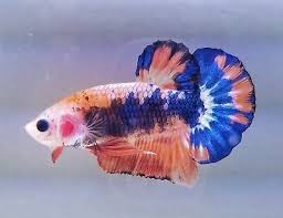 Betta HMPK GALAXY NEMO