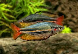 Melanotaenia Maccullochi