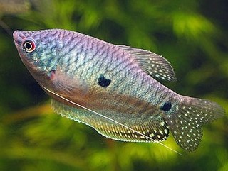 Tricho Azul Grande