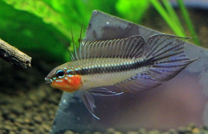 Apistogramma Elizabethae casal