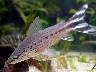 Dianema