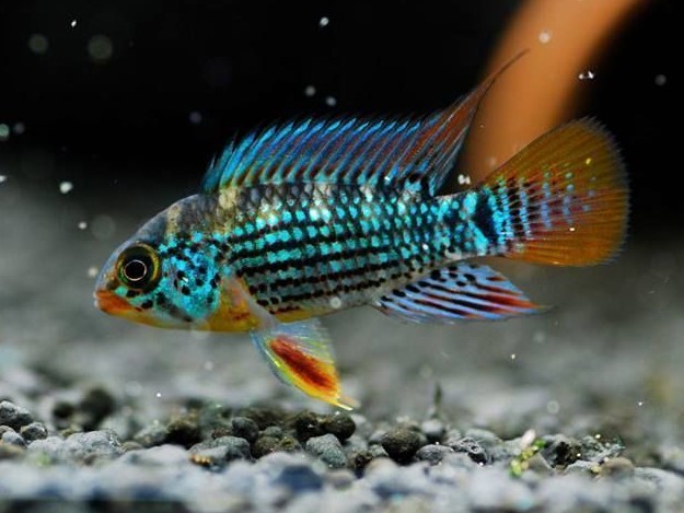 Apistogramma sp. Alto Tapiche Casal