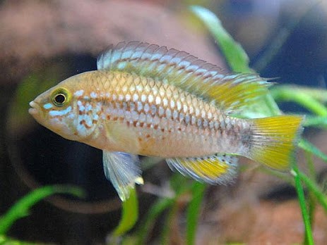 Apistogramma sp. Pebas Morado Casal