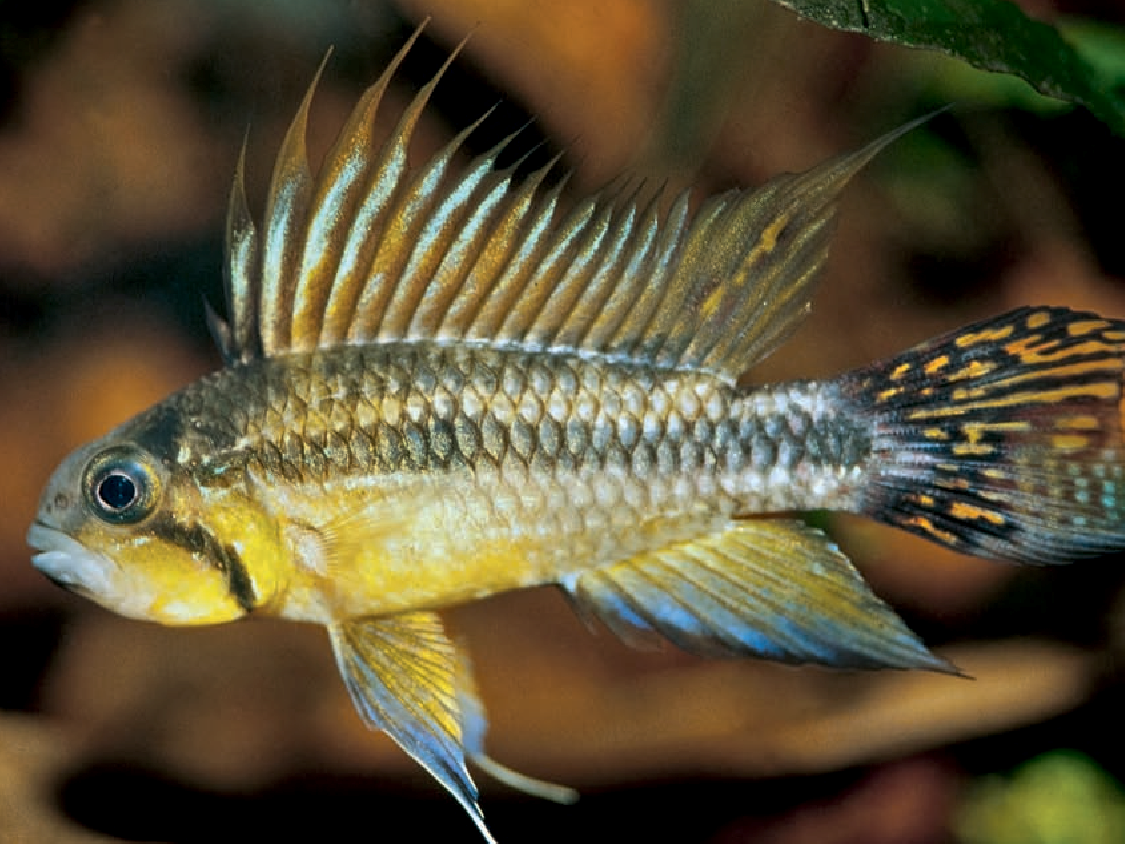 Apistogramma Cacatuoides Triple Red Casal 