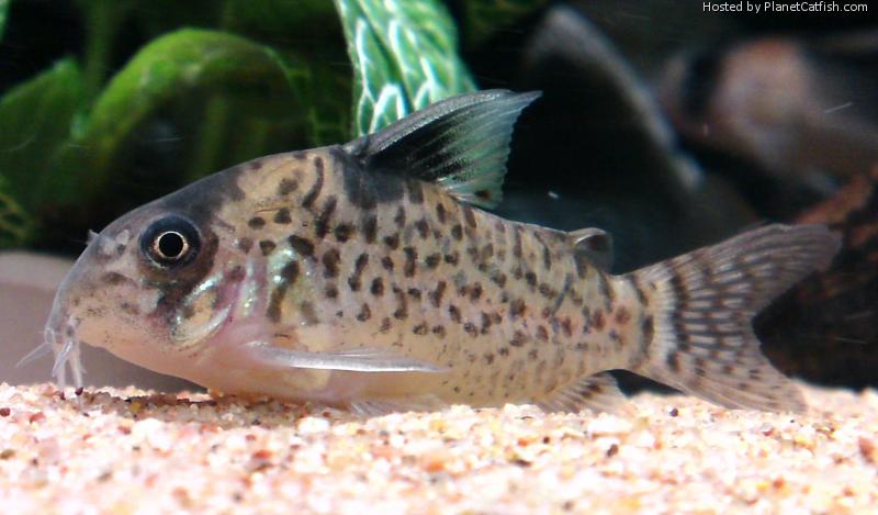 Hoplisoma Leucomela (Ex Coridora Leucomela)