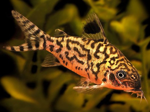 Brochis Reticulatus Show (Ex Coridora Reticulatus)