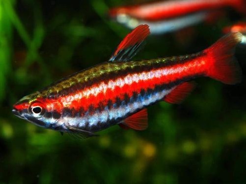 Pez Lapiz Purpura