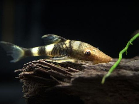 Paraotocinclus Orange Head