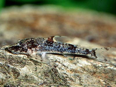 Paraotocinclus Britskii