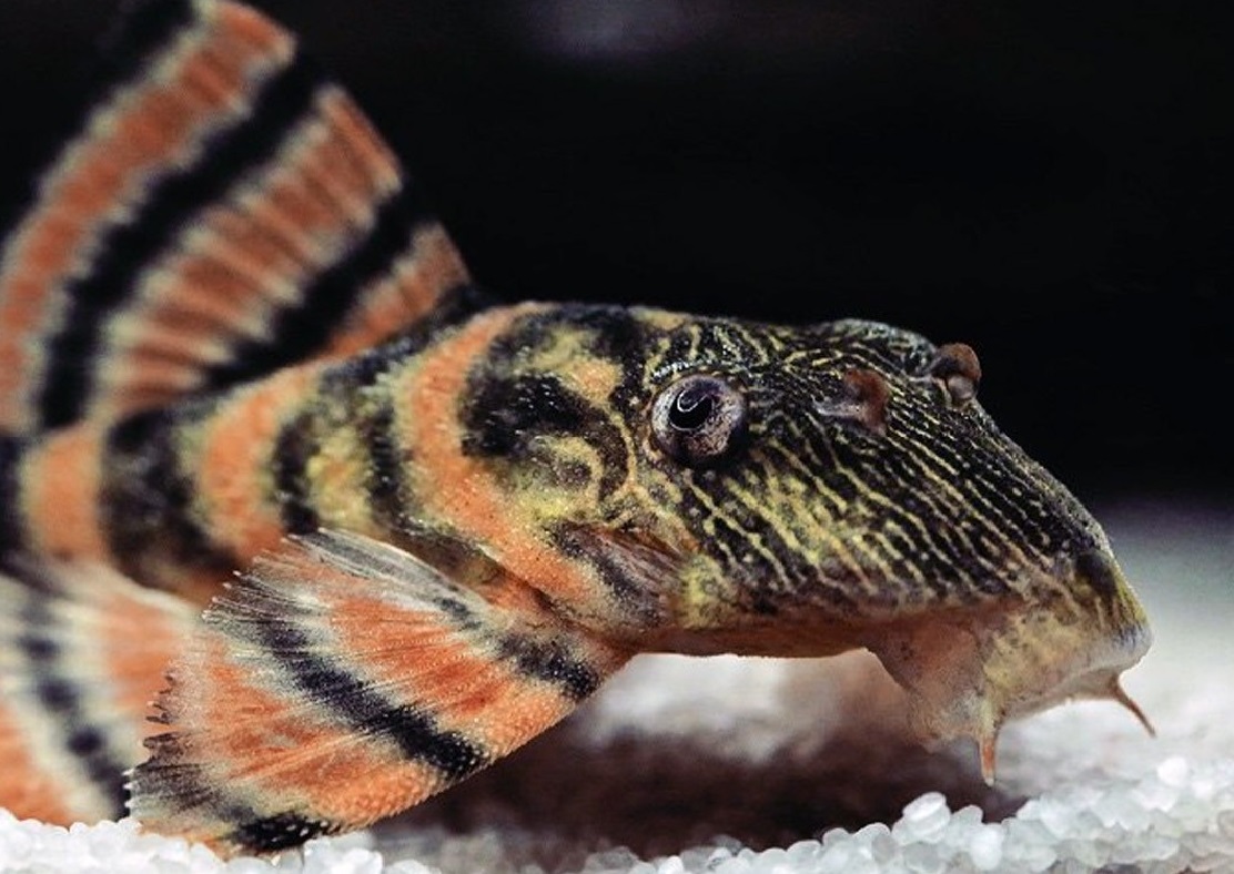 Panakolus sp. L397