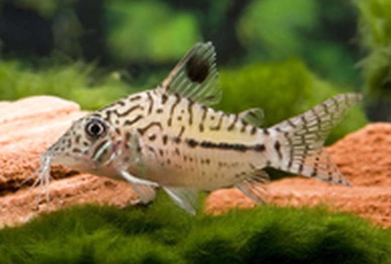Brochis Leopardus (Ex Coridora Leopardus)