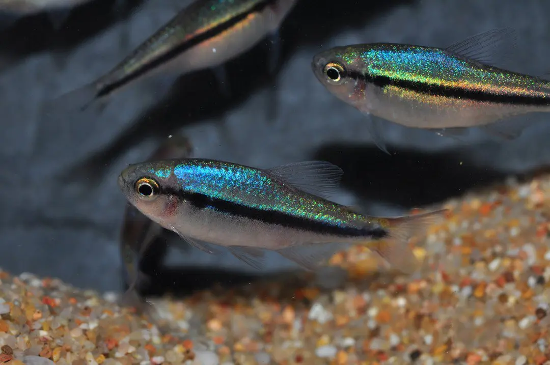 Tetra Melanostichos