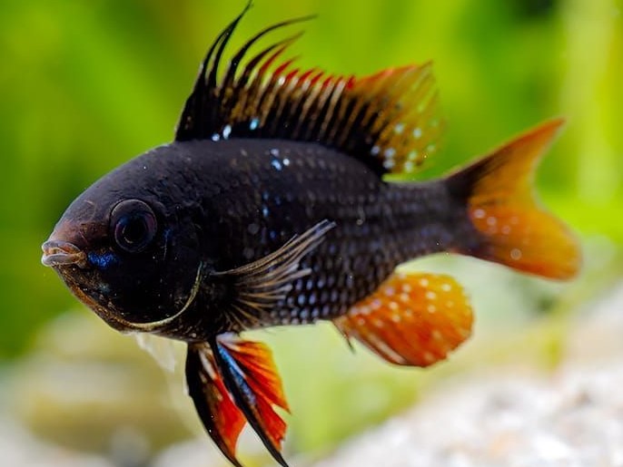 Ramirezi German black