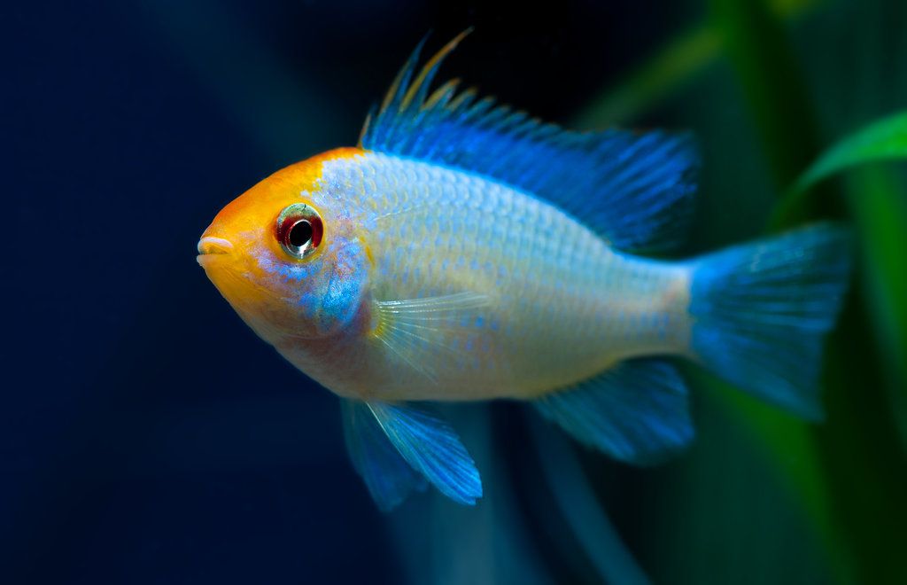 Ramirezi Blue Neon Golden