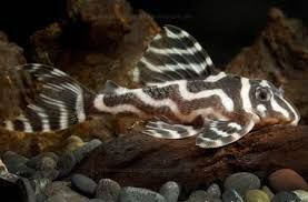 Pleco 173b Falsa Zebra