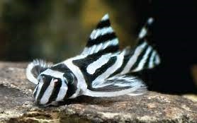 Pleco Zebra L046