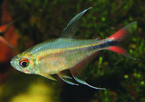 Tetra Phoeniz Rojo