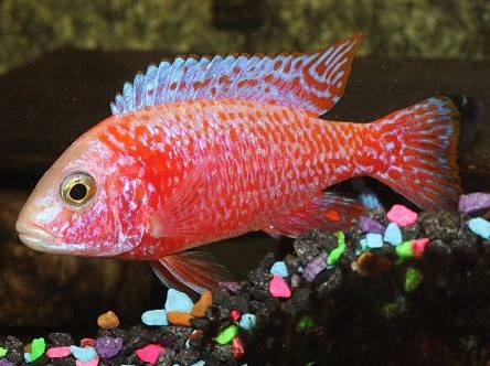 Aulonocara Red Strawberry