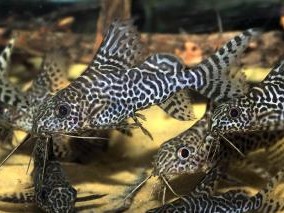 Synodontis eupterus