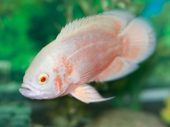 Astronotus Albino