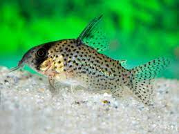 Hoplisoma Kanei (Ex Coridora Kanei)