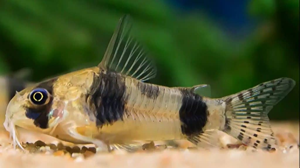 Hoplisoma Tukano (Ex Coridora Tucano)