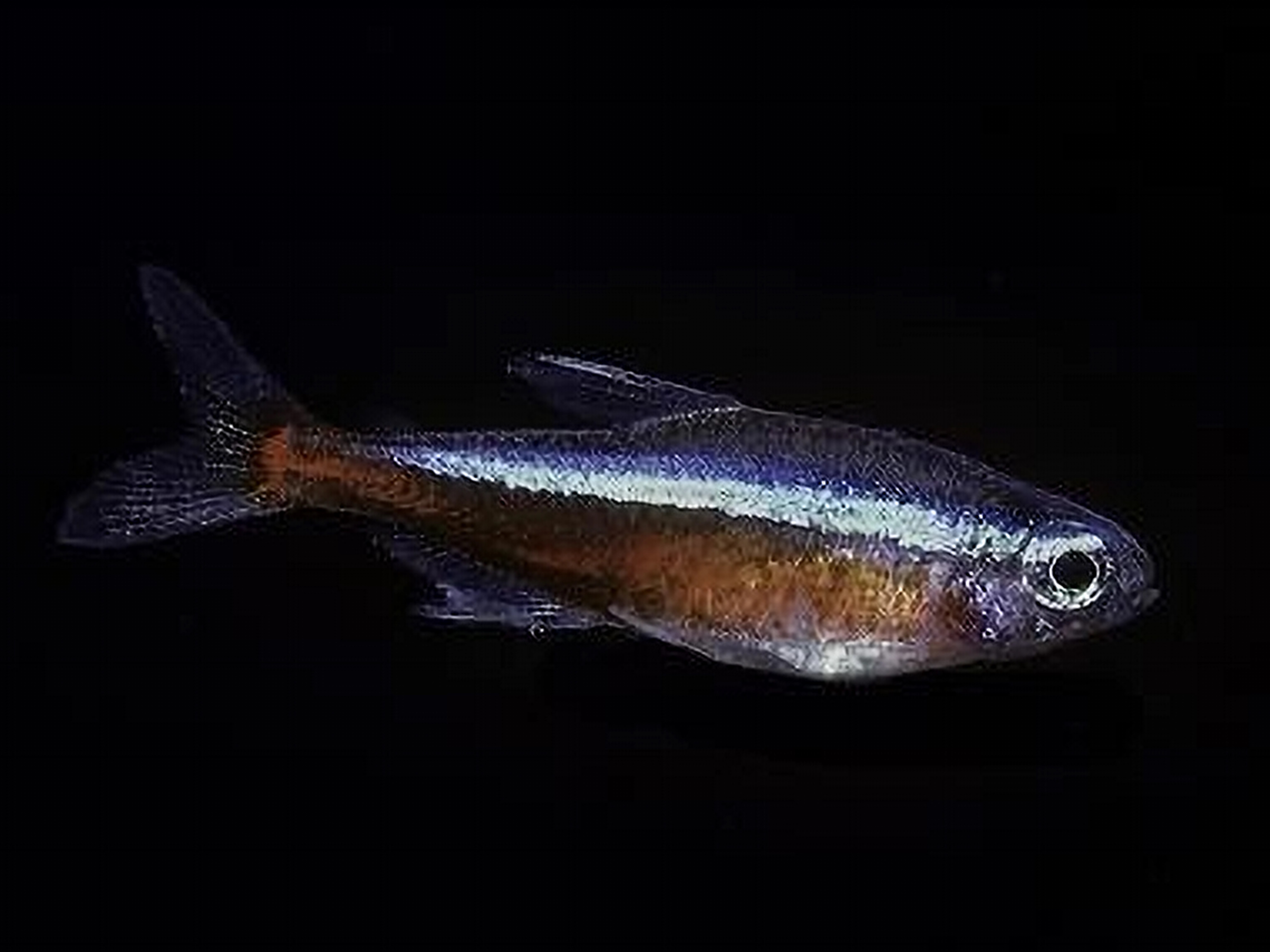 Neon Cardenal Jumbo