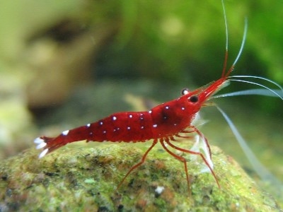 Caridina Sulawesi Dennerli