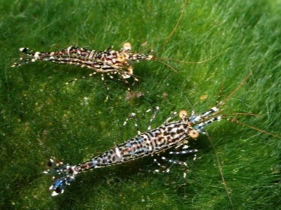 Caridina Sulawesi Groubechti
