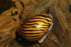 Caracol Cebra
