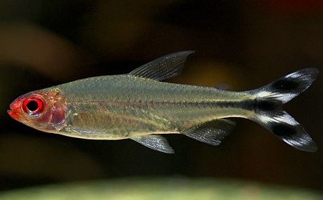 Borrachito Petitella Georgiae