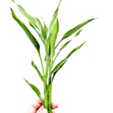 Sanderiana