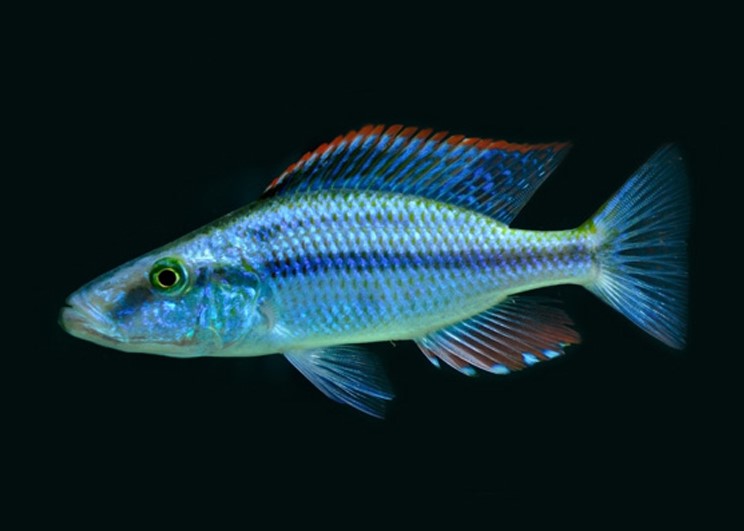 Compressiceps