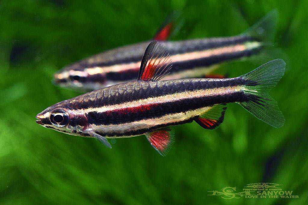 Pez Lapiz Marginatus