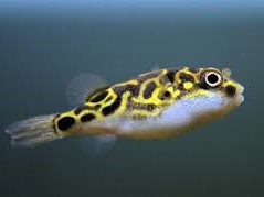 Puffer 8