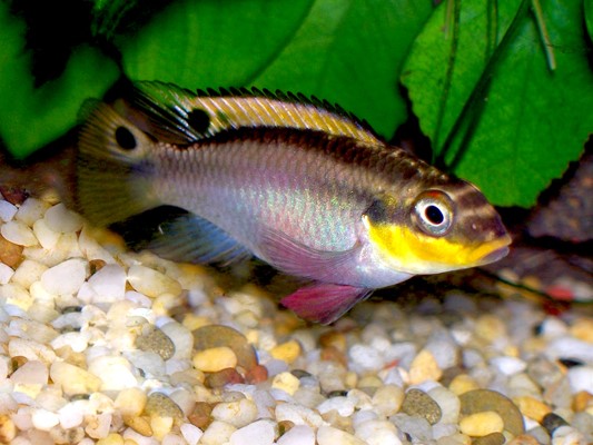 PELVICACHROMIS NIGERIA RED