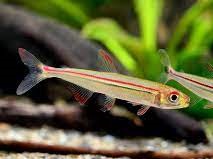 Tetra Crazy rainbow