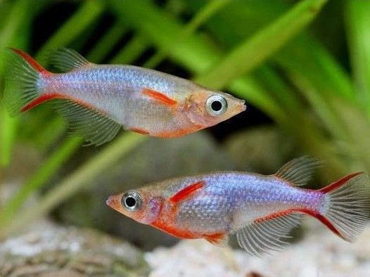 Oryzias metallic blue red
