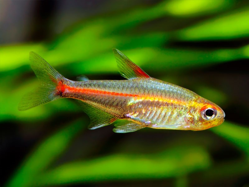 Tetra glowlight